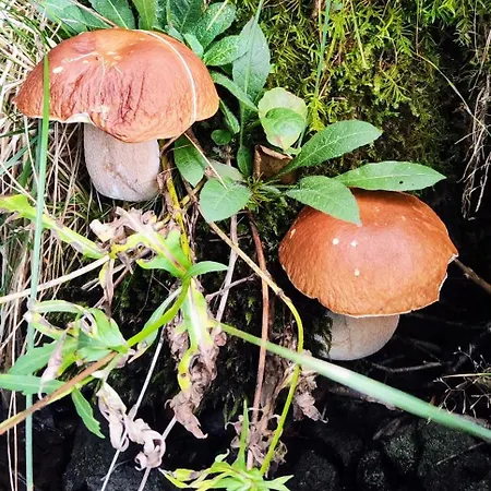 Maison De Caractere Willa *