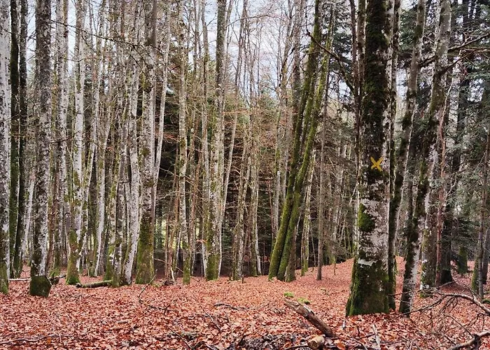 Maison De Caractere Willa *